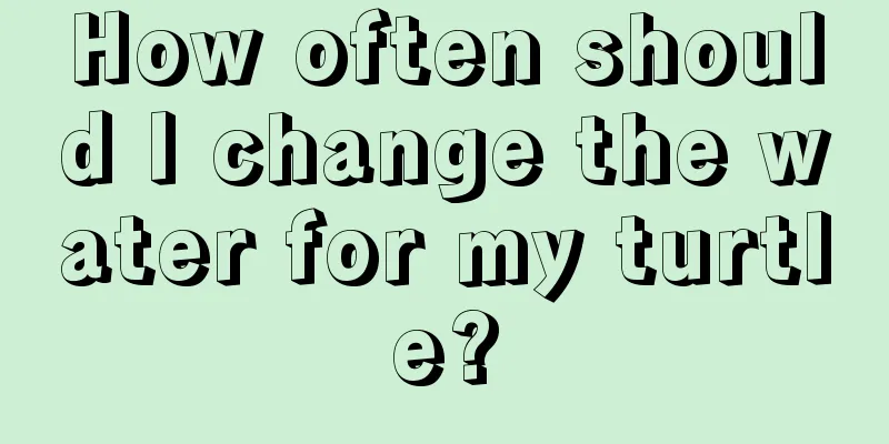 How often should I change the water for my turtle?