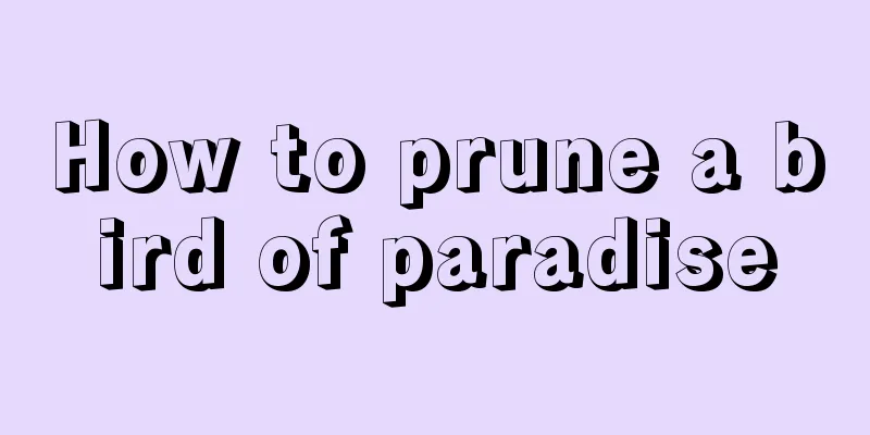 How to prune a bird of paradise