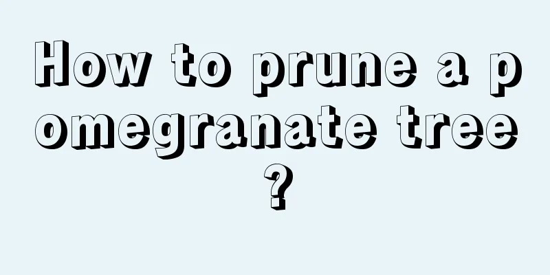 How to prune a pomegranate tree?