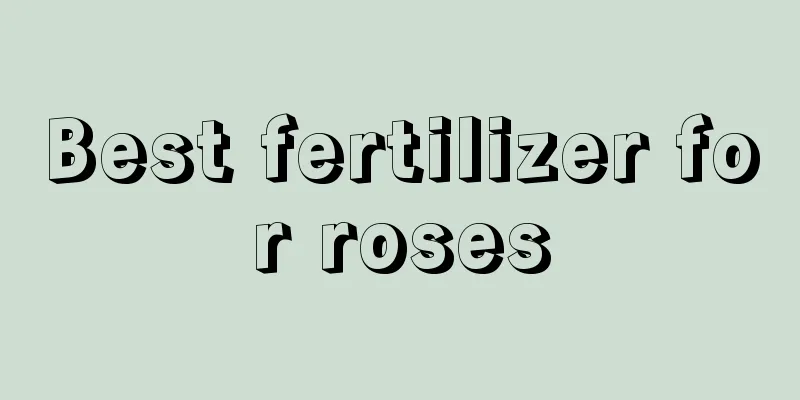 Best fertilizer for roses