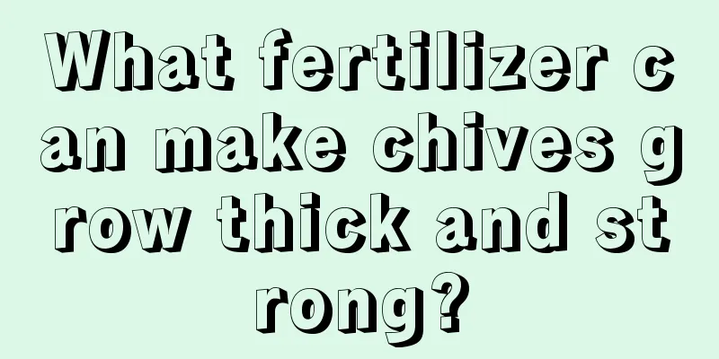 What fertilizer can make chives grow thick and strong?