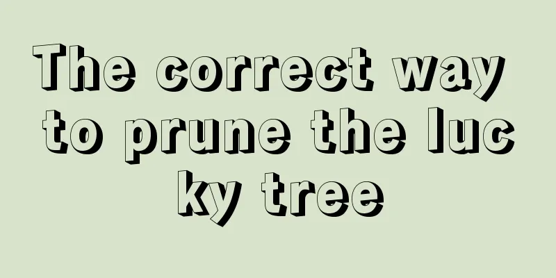 The correct way to prune the lucky tree