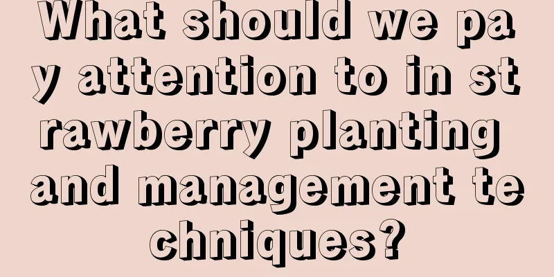 What should we pay attention to in strawberry planting and management techniques?