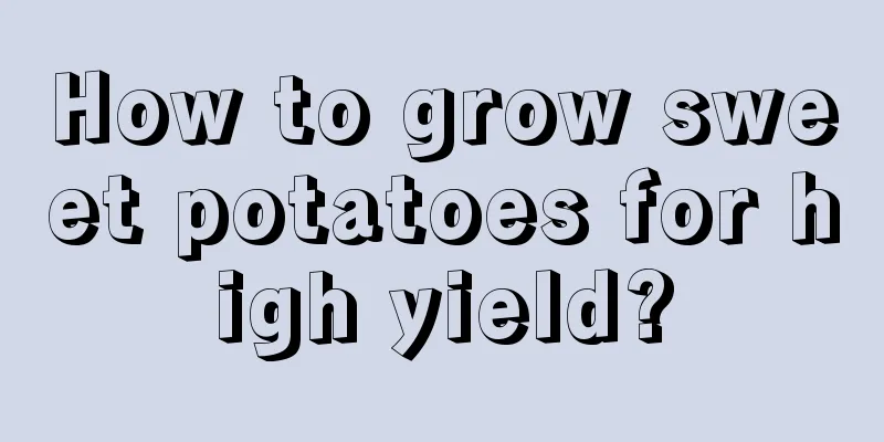 How to grow sweet potatoes for high yield?