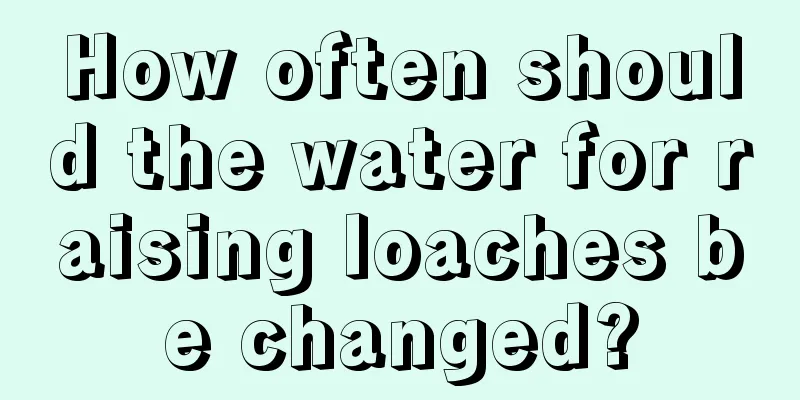 How often should the water for raising loaches be changed?