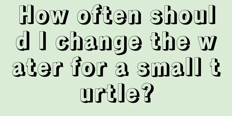 How often should I change the water for a small turtle?