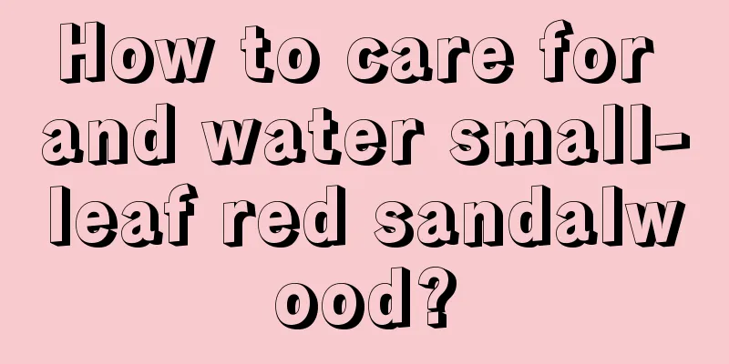 How to care for and water small-leaf red sandalwood?