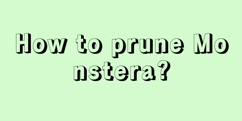 How to prune Monstera?