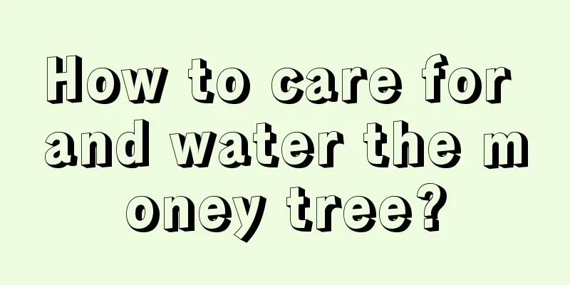 How to care for and water the money tree?