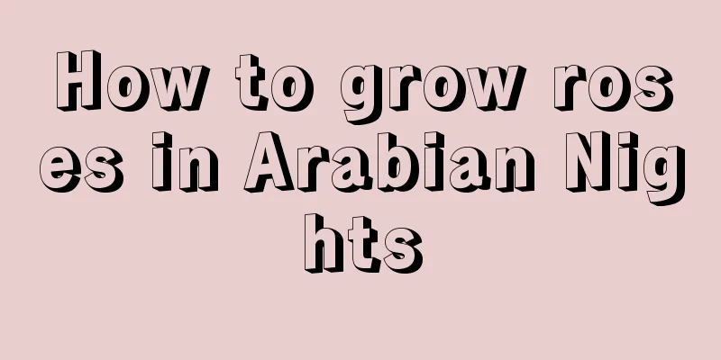 How to grow roses in Arabian Nights