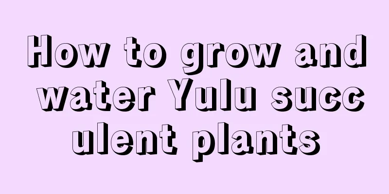 How to grow and water Yulu succulent plants