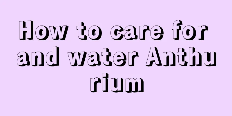 How to care for and water Anthurium