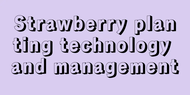 Strawberry planting technology and management