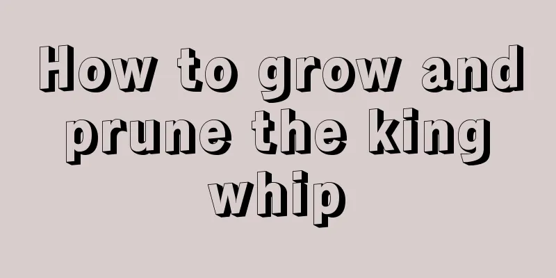 How to grow and prune the king whip