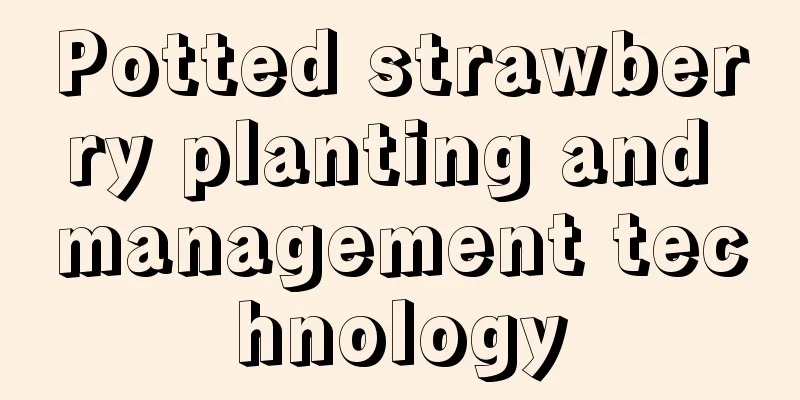 Potted strawberry planting and management technology