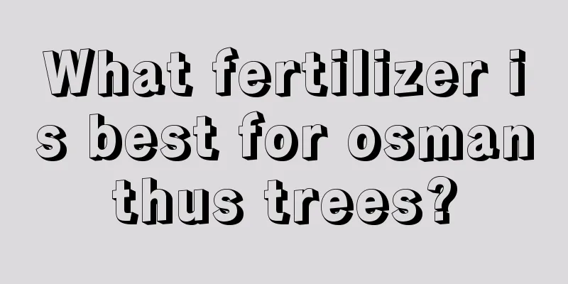 What fertilizer is best for osmanthus trees?