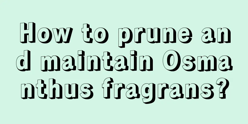 How to prune and maintain Osmanthus fragrans?