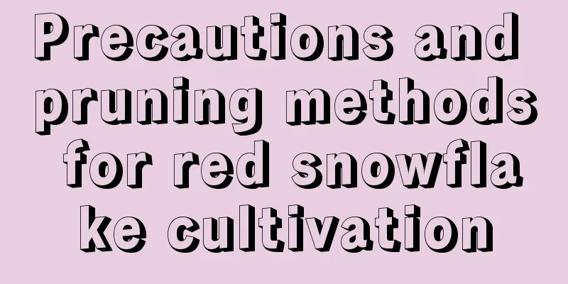 Precautions and pruning methods for red snowflake cultivation