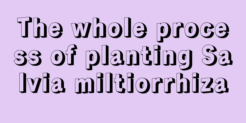 The whole process of planting Salvia miltiorrhiza