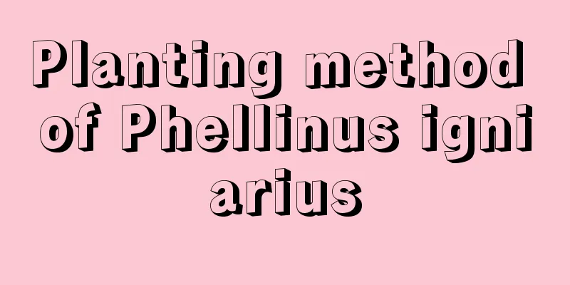 Planting method of Phellinus igniarius