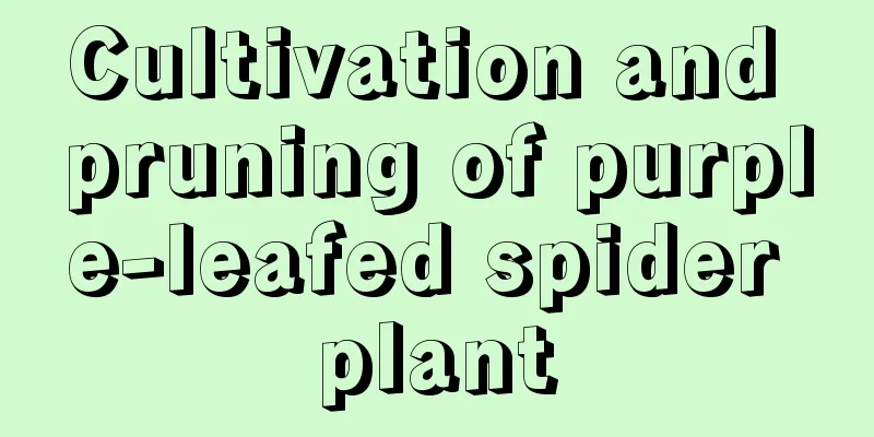 Cultivation and pruning of purple-leafed spider plant