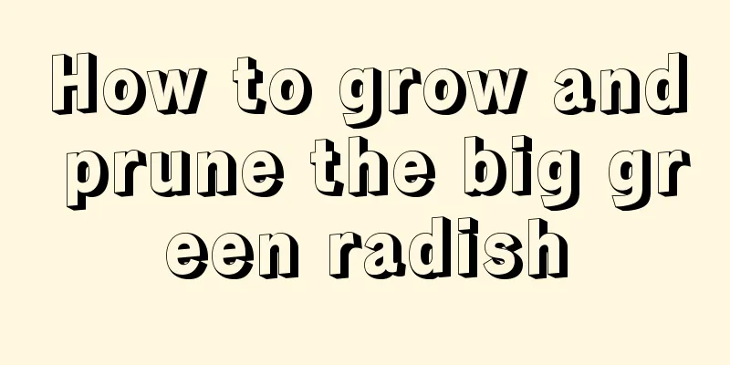 How to grow and prune the big green radish