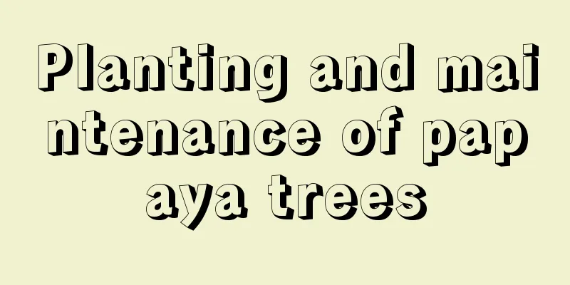 Planting and maintenance of papaya trees