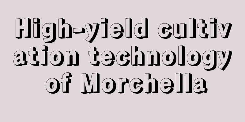 High-yield cultivation technology of Morchella