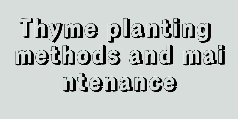 Thyme planting methods and maintenance