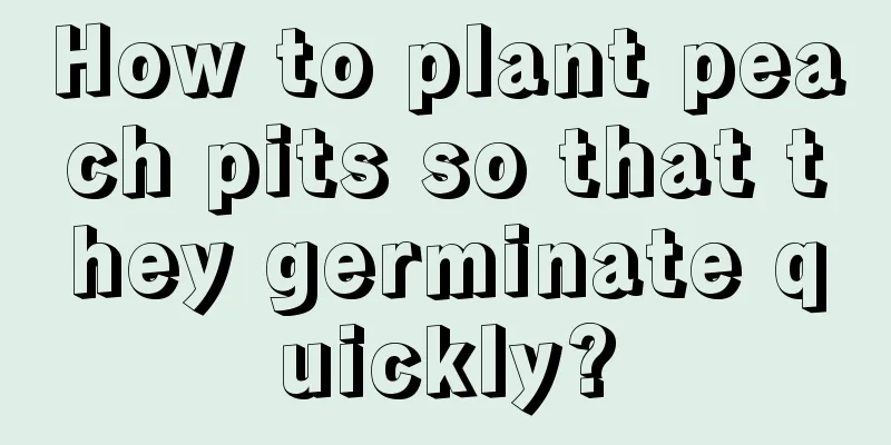 How to plant peach pits so that they germinate quickly?