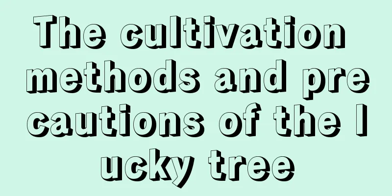 The cultivation methods and precautions of the lucky tree