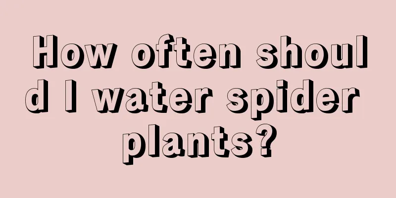 How often should I water spider plants?