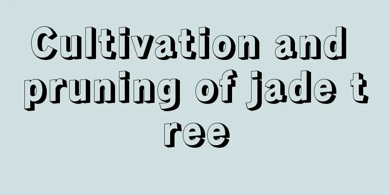 Cultivation and pruning of jade tree