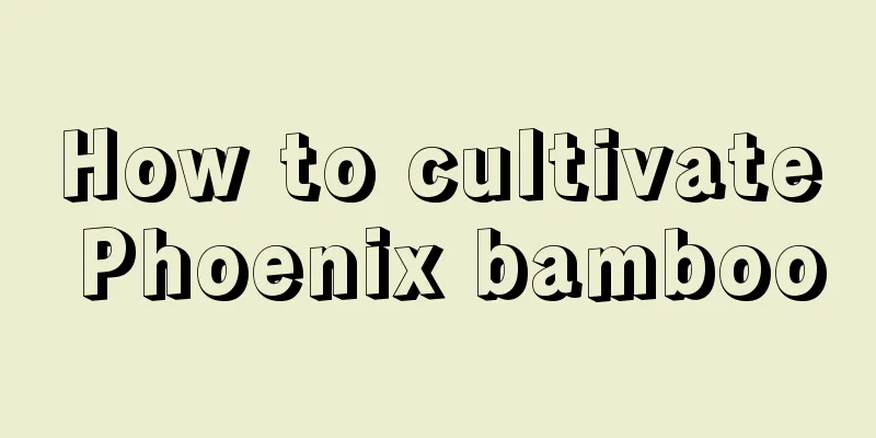 How to cultivate Phoenix bamboo