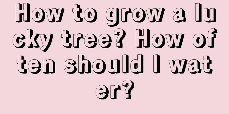 How to grow a lucky tree? How often should I water?