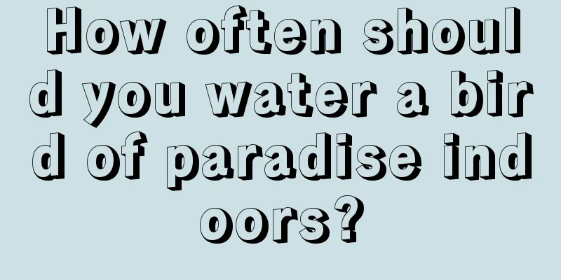 How often should you water a bird of paradise indoors?