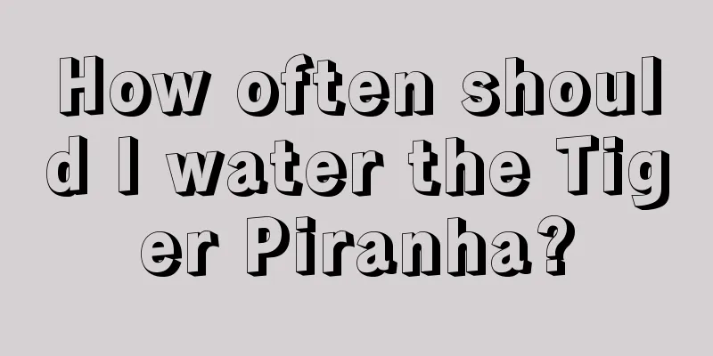 How often should I water the Tiger Piranha?