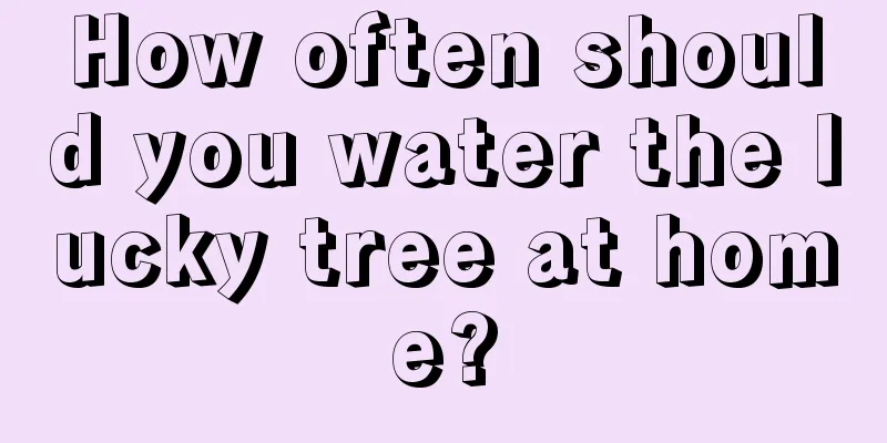 How often should you water the lucky tree at home?