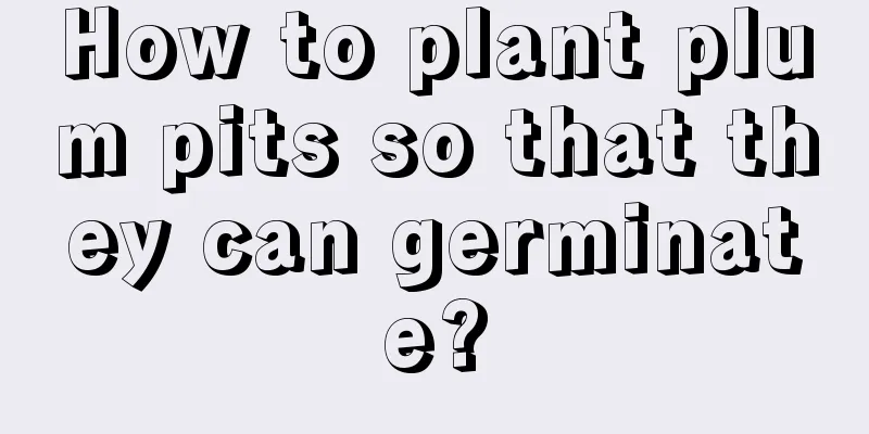 How to plant plum pits so that they can germinate?