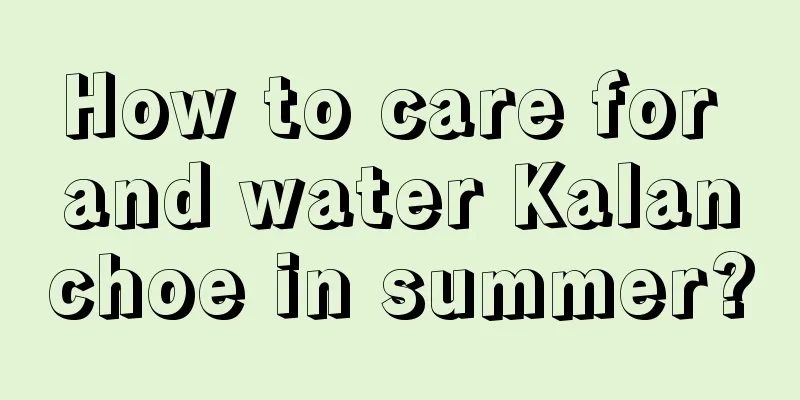 How to care for and water Kalanchoe in summer?