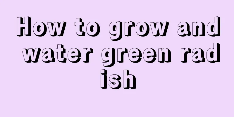 How to grow and water green radish