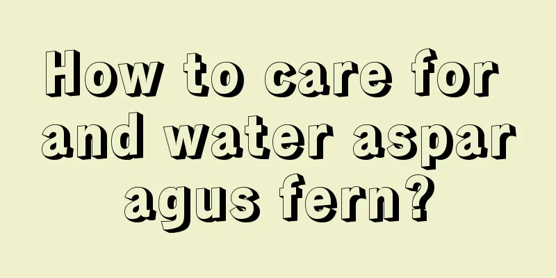 How to care for and water asparagus fern?