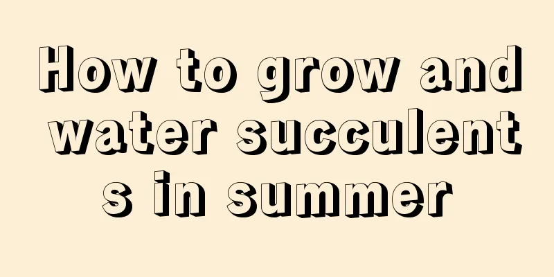 How to grow and water succulents in summer