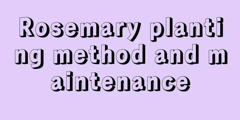 Rosemary planting method and maintenance