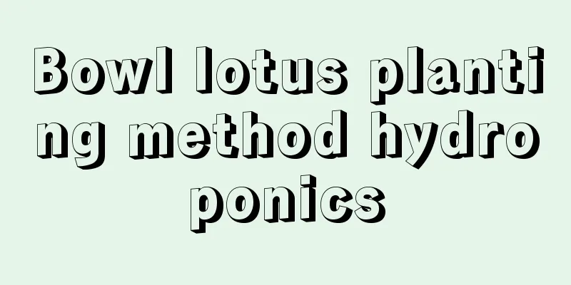 Bowl lotus planting method hydroponics