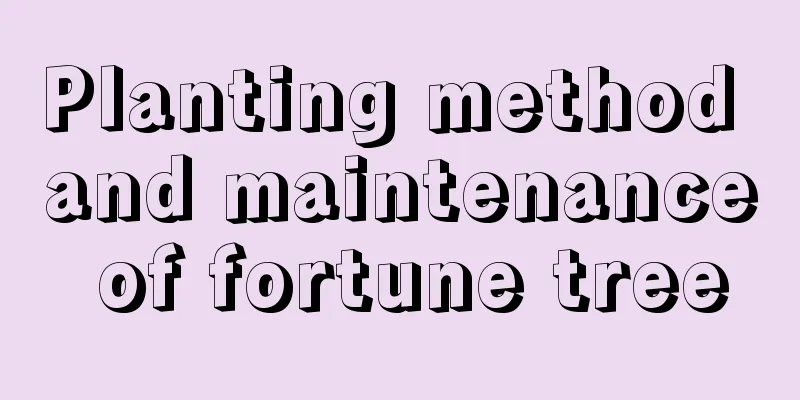 Planting method and maintenance of fortune tree