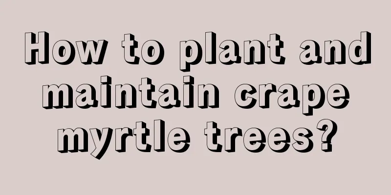 How to plant and maintain crape myrtle trees?