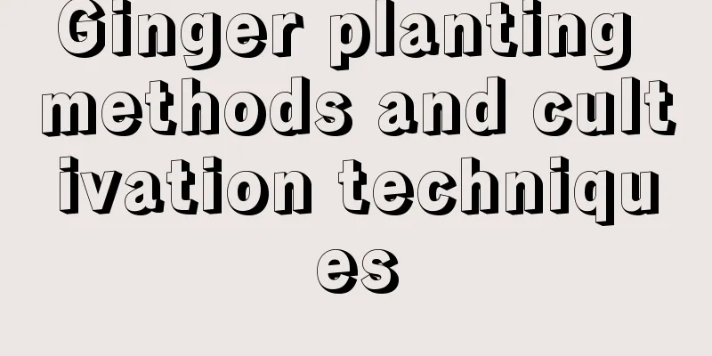 Ginger planting methods and cultivation techniques