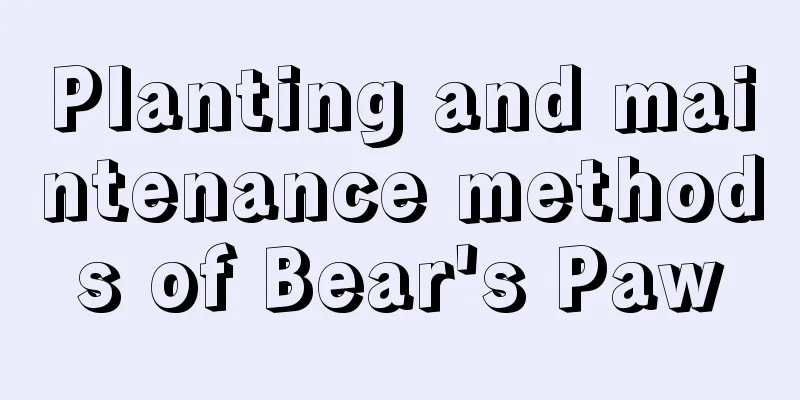 Planting and maintenance methods of Bear's Paw