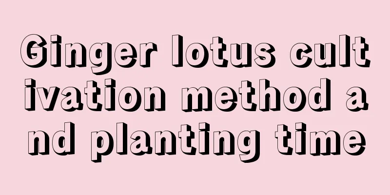 Ginger lotus cultivation method and planting time